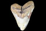 Fossil Megalodon Tooth - Very Heavy Tooth #75520-1